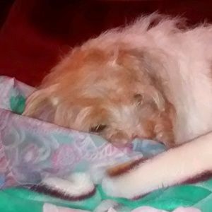 Meet your Posher, Joni